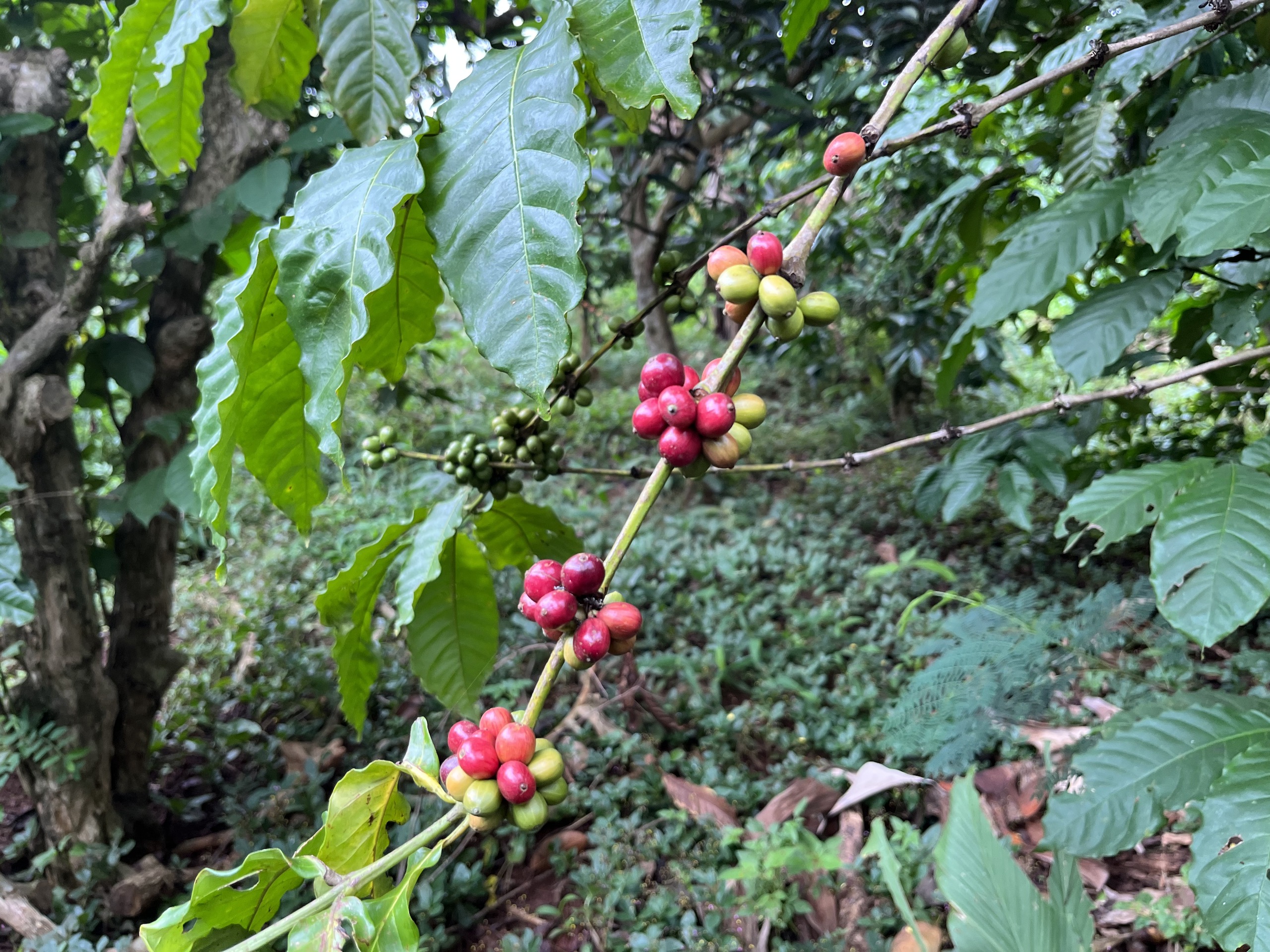 Kaffee im Hochland von Đắk Lắk